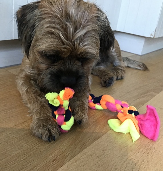 Juno's pet dog Cosmo enjoying his new handmade toy